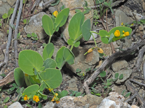 Coronilla scorpioides