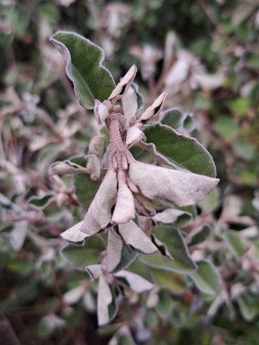 Correa alba