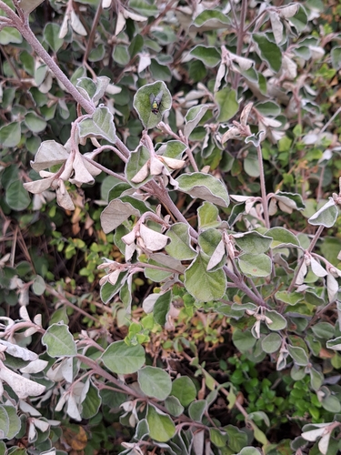 Correa alba