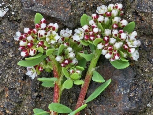 Corrigiola litoralis