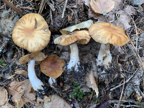 Cortinarius armeniacus