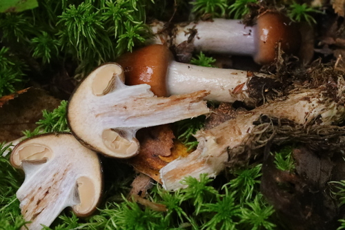 Cortinarius pseudosalor