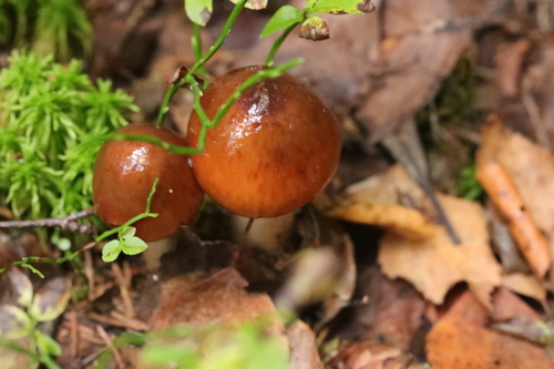 Cortinarius pseudosalor