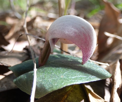 Corybas barbarae