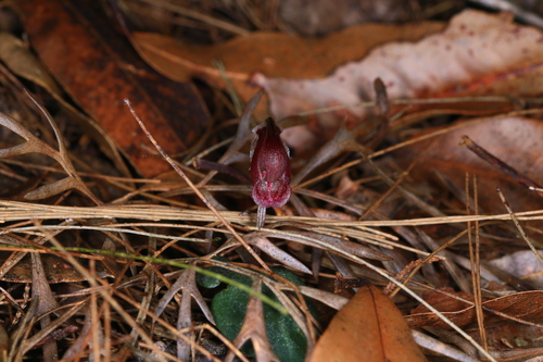 Corybas montanus