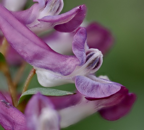 Corydalis bulbosa