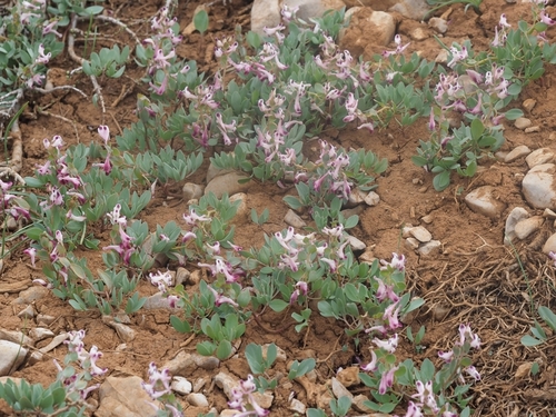 Corydalis erdelii
