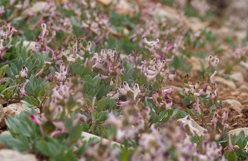 Corydalis erdelii