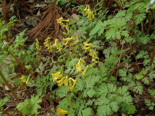 Corydalis pallida