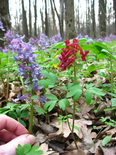 Corydalis solida