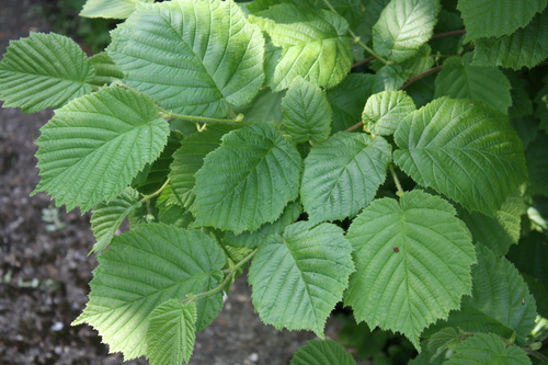 Corylus avellana