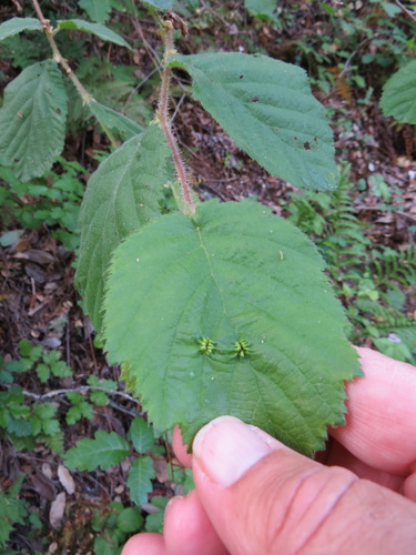 Corylus cornuta