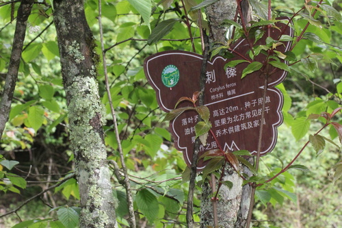 Corylus ferox