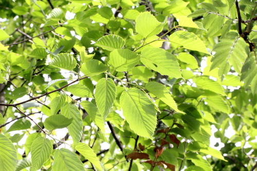 Corylus ferox