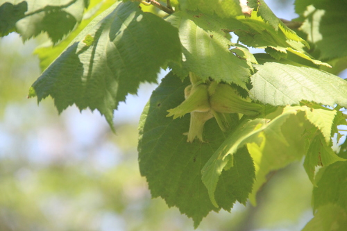 Corylus sieboldiana