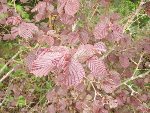 Corylus x sp 2