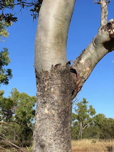 Corymbia confertiflora