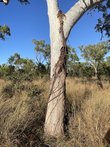 Corymbia confertiflora