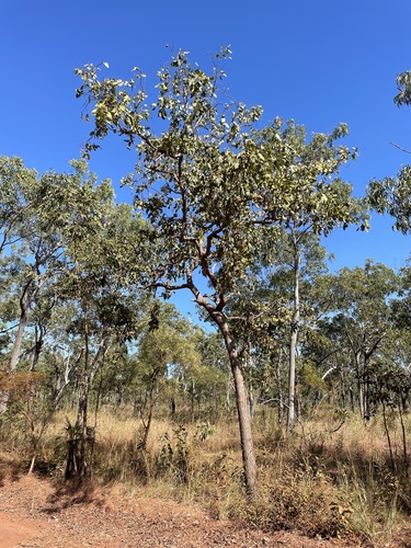 Corymbia ferruginea