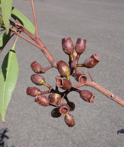 Corymbia gummifera