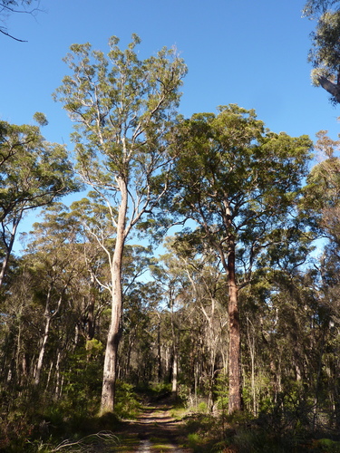 Corymbia gummifera