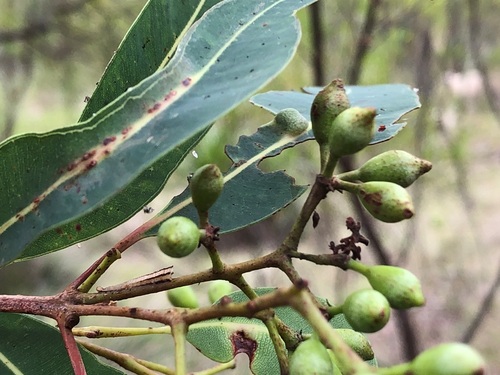 Corymbia intermedia
