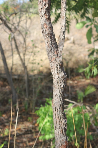 Corymbia porrecta