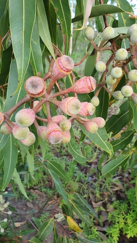 Corymbia ptychocarpa