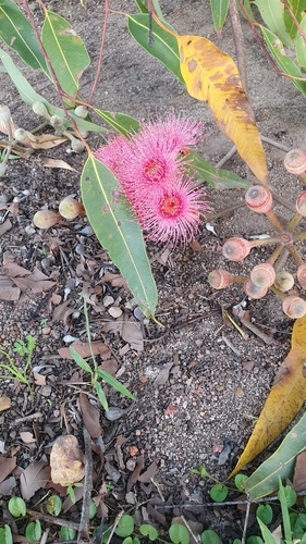 Corymbia ptychocarpa
