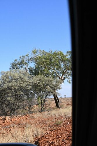 Corymbia terminalis