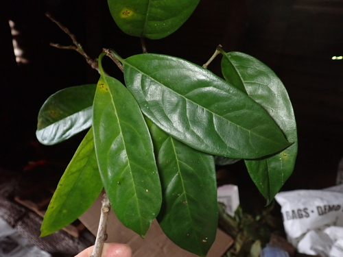 Corynocarpus similis