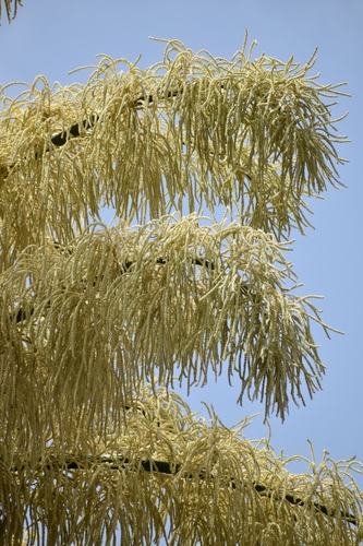 Corypha umbraculifera