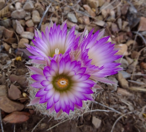 Coryphantha vivipara