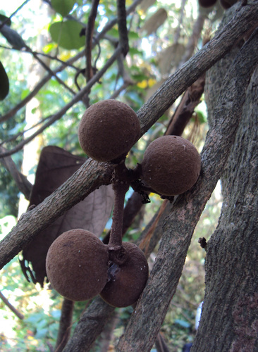 Coscinium fenestratum