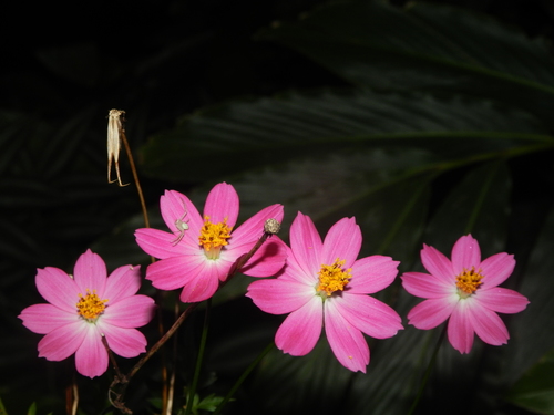Cosmos caudatus
