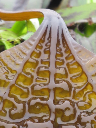 Costaria costata