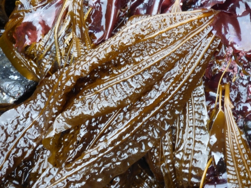 Costaria costata