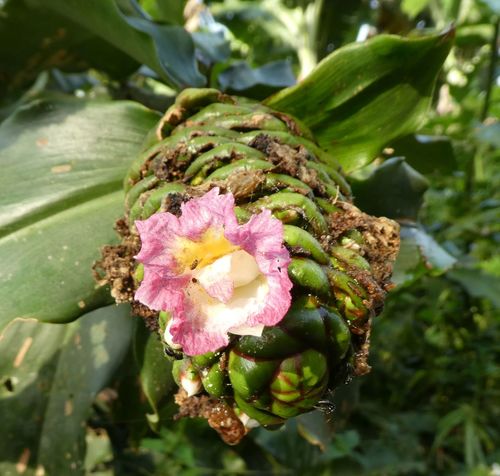 Costus afer