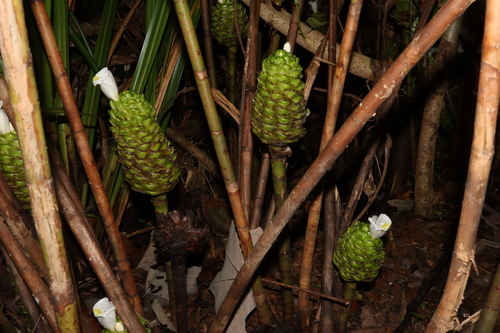 Costus dubius