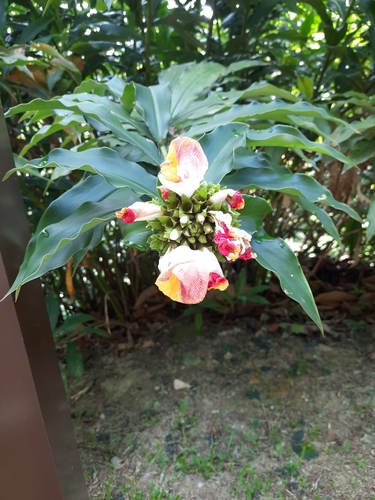 Costus lucanusianus