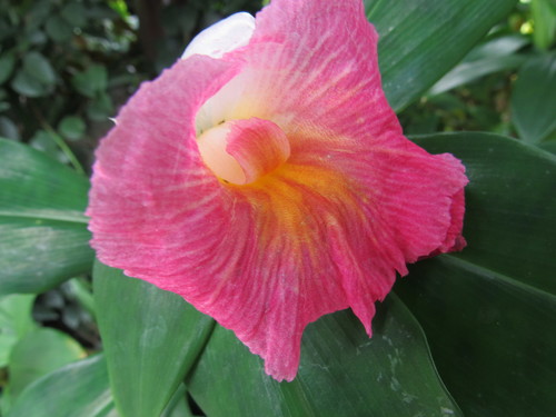Costaceae