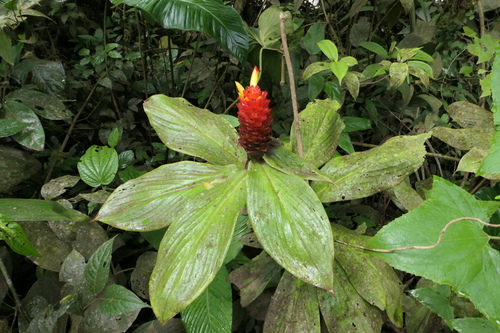 Costus productus