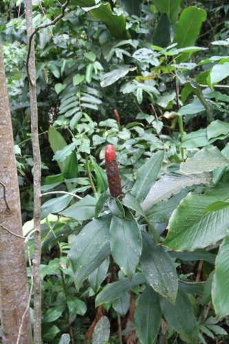 Costus scaber