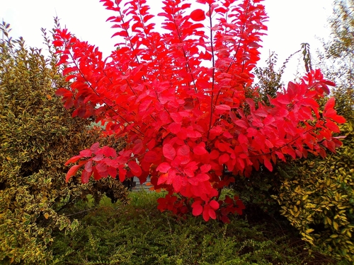 Cotinus coggygria