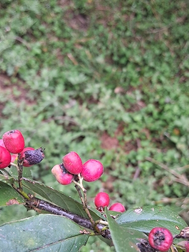 Cotoneaster bacillaris