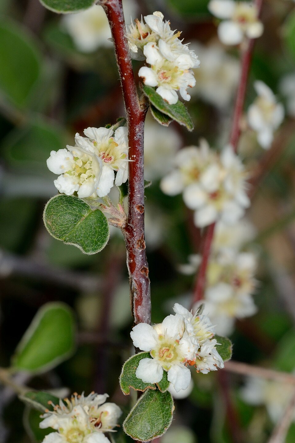 Cotoneaster ellipticus