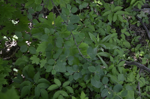 Cotoneaster integerrimus