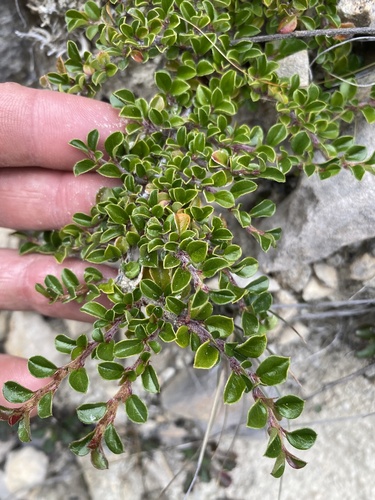 Cotoneaster microphyllus