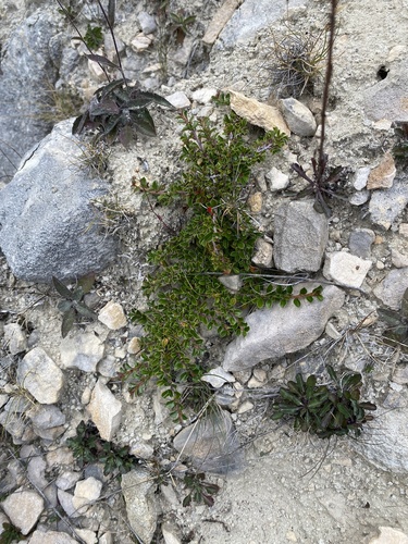 Cotoneaster microphyllus