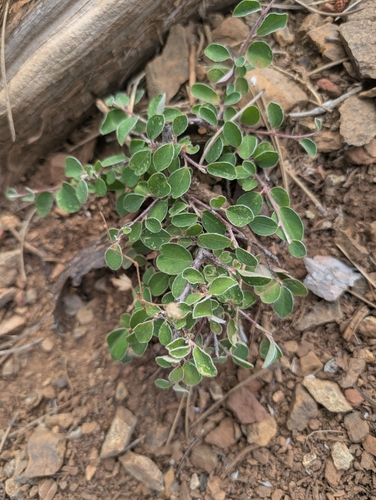 Cotoneaster nummularius